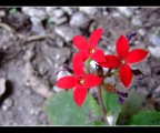 Flower!