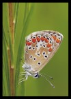 Licenide