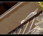 La Colomba
