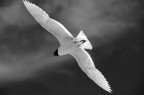 Omaggio al gabbiano Jonathan Livingston