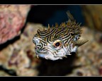 Pesce palla...