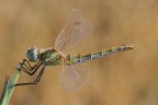Libellula