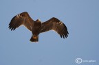 Aquila anatraia minore