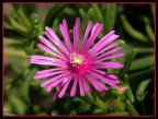 camedia 8080+agg. macro +4; exposure time 1/800; f 5.6; iso 125