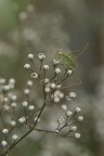 jumpers-1