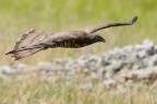 Falco Pecchiaiolo