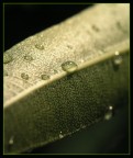 1/800s; f 5.6; iso 125; agg. macro +20