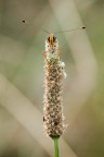 melitaea in asse