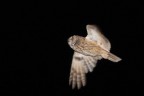 Scura, fatta di notte...
