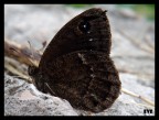 sony W150 + close up +4
1/25 f5.2 ISO 80
mano libera