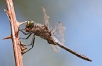 Libellula Depressa con preda