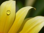 Drop