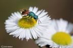 Chrysis