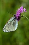 Aporia crataegi