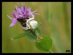 sony dsc w-150 + close up +4
1/20 f5.2 ISO 80
cavalletto autoscatto