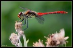 Ho provato una macro con il  300mm f4 + tc 1,4X... Stavo fotografando dei volatili e la foto  nata praticamente per caso... Tra l'altro a mano libera. (Lo stabilizzatore mi ha aiutato parecchio...)
Canon 50D,420mm 1/250sec,F11, iso 640. Flash.