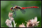 Ho provato una macro con il  300mm f4 + tc 1,4X... Stavo fotografando dei volatili e la foto  nata praticamente per caso... Tra l'altro a mano libera. (Lo stabilizzatore mi ha aiutato parecchio...)
Canon 50D,420mm 1/250sec,F11, iso 640. Flash.