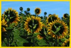 Essere un girasole