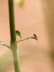 dati di scatto:
f 2.8
1/3200
iso 400
90mm
spot
manolibera