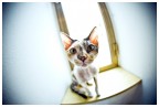 Mi  semblato di vedele un gatto