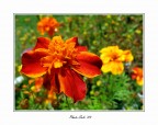 &quot;Fiori D'arancio&quot;