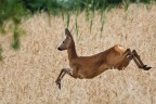 Levitando sul grano
