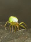 ragnetto verde,d700 tamron 90 2.8 macro,flash, 1/100 iso 250, f32