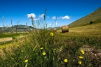 fieno di montagna