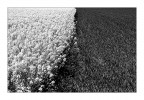 Grafismi B&amp;W