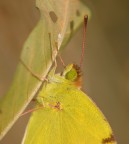 occhio