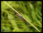 sony dsc w-150 + close up +2
1/125 f5.2 ISO 80
mano libera