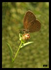 sony dsc w-150 + close up +2
1/80 f5.2 ISO 200
manolibera
