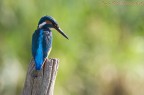 Un bel mascietto questa volta peccato stia di spalle....
Av f/8 Tv 1/250 Iso 250 Canon 40d+400mm 5.6 (prima uscita con la nuova lente)

Commenti e critica