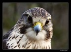 Girfalco