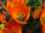 Un fiore a Bergamo Alta