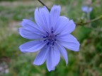 Semplice fiore azzurro fotografato i montagna in provincia di Teramo.