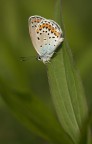Plebejus argyrognomon