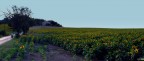Campagna marchigiana
