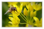 Sony A100, ISO125, f/8, 1/160s, 90mm, mano libera.