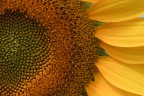 girasoli