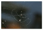 Grafismi 2