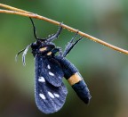 Amata phegea