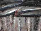 strato di acciughe in fase di salatura