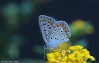 Farfallina