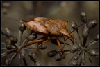 Il mio primo insetto, nella speranza di ricevere critiche e suggerimenti auguro a tutti buone vacanze.
Ale

sigma 105 su nikon d100   f13 1/125 iso 200