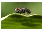 Mosca