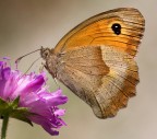Maniola jurtina (f)