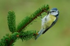 Cinciarella