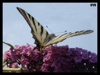 sony dsc w-150 + close up +2
1/250 f5.2 ISO 80
manolibera