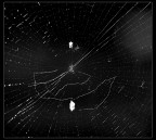 Grafismi 2